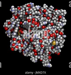 La thrombine (enzyme de coagulation du sang bovin). Protéine clé dans la cascade de la coagulation. Convertit le fibrinogène en fibrine insoluble soluble. Remplissage de l'espace modèle avec codage couleur classiques. Banque D'Images