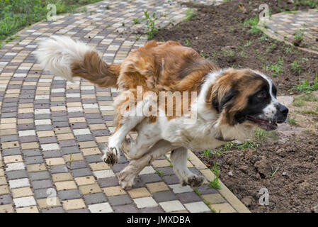 Les jeunes saint Bernard chien qui court libre Banque D'Images