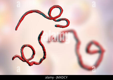Les particules du virus Ebola, illustration de l'ordinateur. Le virus d'Ebola (EBOV) est la cause du virus Ebola chez les humains et les primates. Il s'agit d'une forme grave et souvent mortelle, avec des symptômes comme de la fièvre, de la fatigue, des douleurs musculaires, des vomissements, de la diarrhée et des hémorragies (hémorragie interne). Il n'y a pas de remède pour la maladie, mais les trois quarts des patients peuvent se rétablir si suffisamment de soutien médical. Banque D'Images