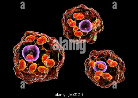 Les parasites à l'intérieur d'amastigotes Leishmania macrophages, illustration. La leishmaniose à Leishmania sp. causer, une maladie tropicale transmise par les piqûres de mouches infectées-sable. Ce sont les non-forme amastigote flagellées du parasite. Chez l'homme flagellé promastigotes infectent les macrophages et se transforment en amastigotes. Il y a deux formes de la leishmaniose. La première, la leishmaniose cutanée, affecte la peau donnant lieu à un ulcère à l'emplacement de la morsure. Ce guérit principalement, bien que naturellement la cicatrisation peut se produire. La leishmaniose viscérale, plus graves (kala-azar), provoque de la fièvre et Banque D'Images