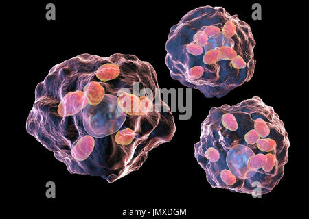 Les parasites à l'intérieur d'amastigotes Leishmania macrophages, illustration. La leishmaniose à Leishmania sp. causer, une maladie tropicale transmise par les piqûres de mouches infectées-sable. Ce sont les non-forme amastigote flagellées du parasite. Chez l'homme flagellé promastigotes infectent les macrophages et se transforment en amastigotes. Il y a deux formes de la leishmaniose. La première, la leishmaniose cutanée, affecte la peau donnant lieu à un ulcère à l'emplacement de la morsure. Ce guérit principalement, bien que naturellement la cicatrisation peut se produire. La leishmaniose viscérale, plus graves (kala-azar), provoque de la fièvre et Banque D'Images