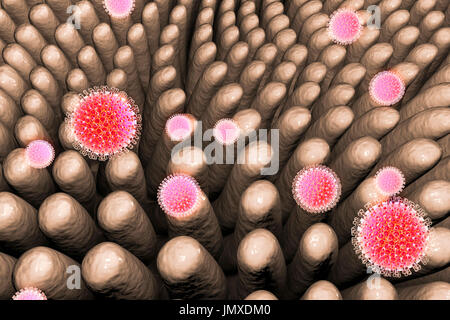 Les rotavirus infectant l'intestin, l'illustration de l'ordinateur. La particule virale est constituée d'un ARN (acide ribonucléique) noyau entouré d'une triple capside en couches. Les rotavirus sont probablement le plus commun des virus pour infecter les humains et les animaux. Ils sont associés à la gastro-entérite et la diarrhée - généralement d'infecter les intestins des enfants âgés de 6 mois à 3 ans. Les virus se propagent dans les fèces. Banque D'Images