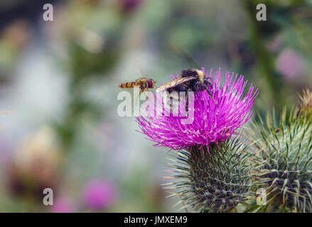 Bumblebee la collecte du pollen de purple thistle head, Sheffield, Royaume-Uni Banque D'Images