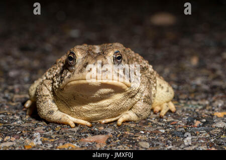 Le Crapaud de Woodhouse, (Anaxyrus woodhousei), Socorro Co., New Mexico, USA. Banque D'Images