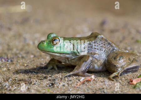 La plus grande de toutes les grenouilles, de l'Amérique du nord-américaine (Lithobates catesbeianus grenouille taureau) à Ledges State Park, Iowa, États-Unis Banque D'Images