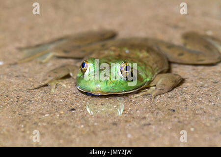 La plus grande de toutes les grenouilles, de l'Amérique du nord-américaine (Lithobates catesbeianus grenouille taureau) à Ledges State Park, Iowa, États-Unis Banque D'Images