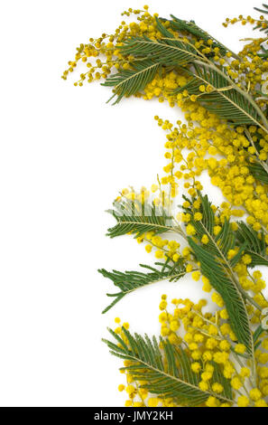 Fleur : direction générale mimosa isolé sur fond blanc. Banque D'Images