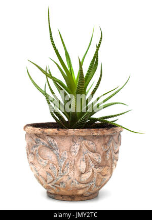 Haworthia plante en vieux pot isolated on white Banque D'Images