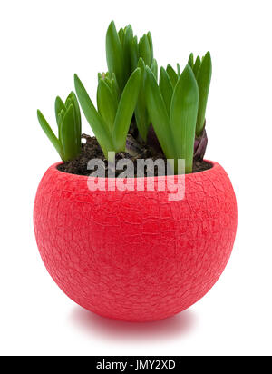 Choux de jacinthe en pot rouge, isolé sur blanc avec clipping path Banque D'Images