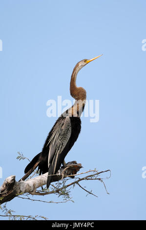 Dard de Oriental, le parc national de Keoladeo Ghana, Rajasthan, Inde / (Anhinga melanogaster) Indien Vert Banque D'Images