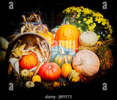 Citrouilles et courges de récolte Banque D'Images