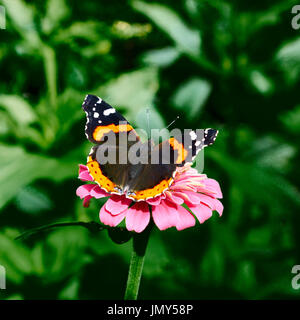 Papillon monarque sur fleur rose Banque D'Images