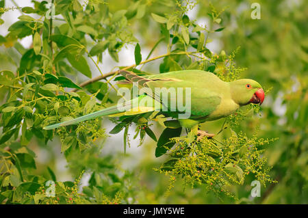 Perruche à collier indien, femme, parc national de Keoladeo Ghana, Rajasthan, Inde / (Psittacula krameri manillensis) Banque D'Images