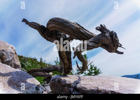 La vie encore naturel de pierres, le ciel et la sculpture lunatique des racines des arbres. Banque D'Images