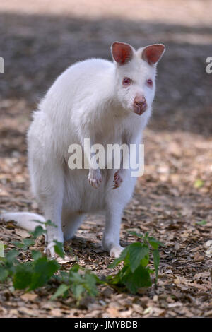 Albino Red-necked wallaby de Bennett wallaby ou (Macropus rufogriseus) vu de l'avant Banque D'Images