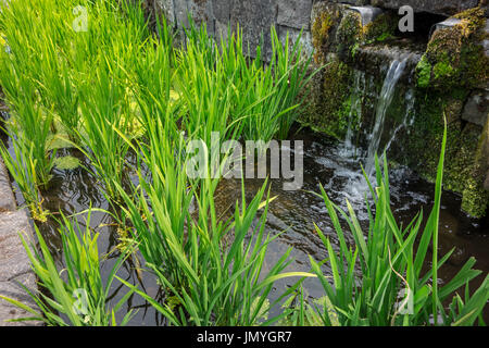 Riz rouge / longstamen les plants de riz (Oryza longistaminata) croissant dans de l'eau terrasse champ de riz Banque D'Images