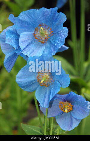 Le pavot bleu de l'himalaya fertile - meconopsis 'Lingholm' variété à fleurs, dans un jardin boisé au milieu de l'été (juin), Banque D'Images