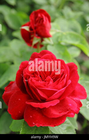 Rosa L D Braithwaite, une rose en pleine floraison dans un jardin anglais en été (juin). Produites par David Austin. Banque D'Images