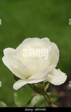 Rosa 'Iceberg', une escalade, floribunda rose, la floraison dans un jardin anglais en été (juin) Banque D'Images