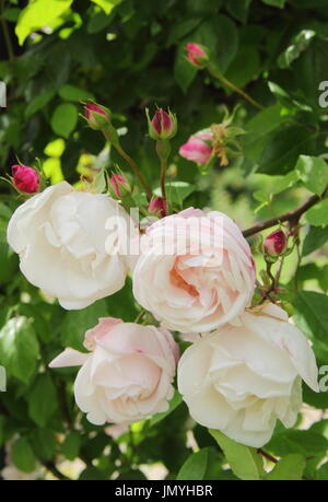 Rosa 'Blush Noisette' un rosier grimpant à fleurs parfumées, dans un jardin d'été, UK Banque D'Images