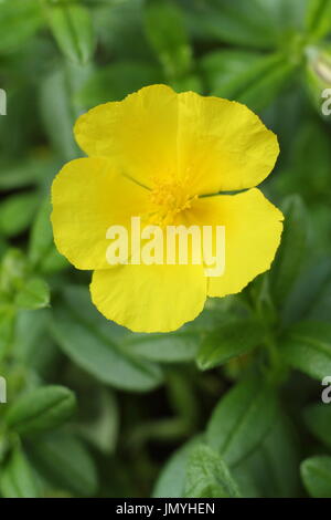 Politique rock rose helianthemum nummularium), (la floraison dans un jardin d'été frontière, UK Banque D'Images