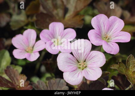 Geranium 'Dusky Crug', avec feuillage bronze floraison dans la frontière d'un jardin anglais en été (juin) Banque D'Images