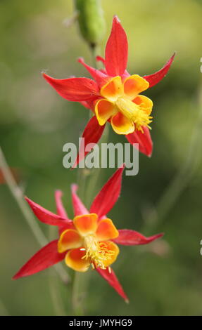 Aquilegia skinneri 'Tequila Sunrise', l'ancolie, en pleine floraison dans un cottage anglais, le jardin de l'été (juin) Banque D'Images