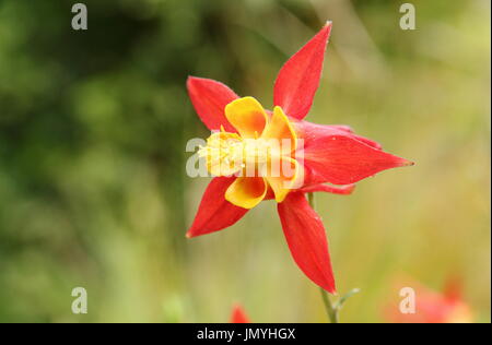 Aquilegia skinneri 'Tequila Sunrise', l'ancolie, en pleine floraison dans un cottage anglais, le jardin de l'été (juin) Banque D'Images