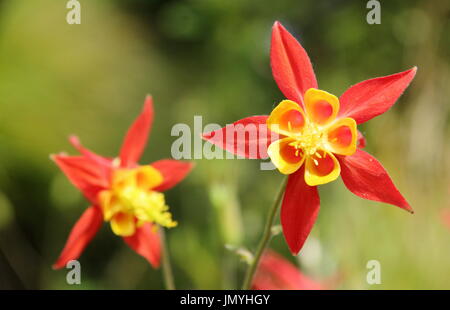 Aquilegia skinneri 'Tequila Sunrise', l'ancolie, en pleine floraison dans un cottage anglais, le jardin de l'été (juin) Banque D'Images