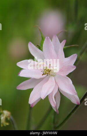 Aquilegia vulgaris, une vivace semis de fleurs d'été, également nommé "l'ancolie" ou Granny's bonnet, la floraison dans la frontière d'un jardin anglais Banque D'Images