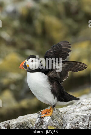 Les ailes battantes de macareux Banque D'Images