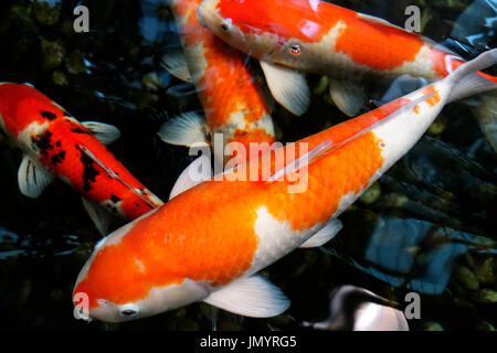 Quatre poissons koi orange avec des motifs de couleur noir et blanc la baignade dans un bassin japonais. Banque D'Images