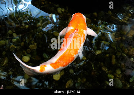 Un poisson koi avec les schémas de couleur orange et blanc nageant dans un bassin japonais. Banque D'Images