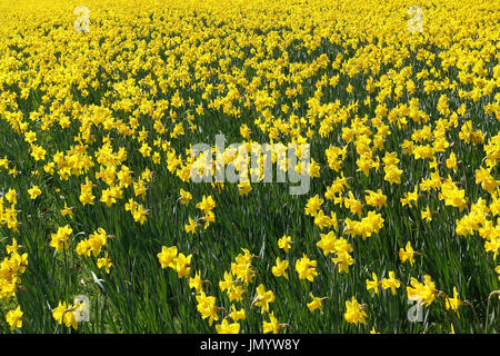 Groupe de couleur jaune vif de Narcisse fleurs en croissance dans un grand champ au printemps. Banque D'Images