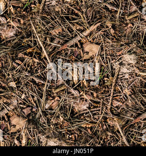 Une forêt d'été brun sec sol. arrière-plan, la texture. Banque D'Images