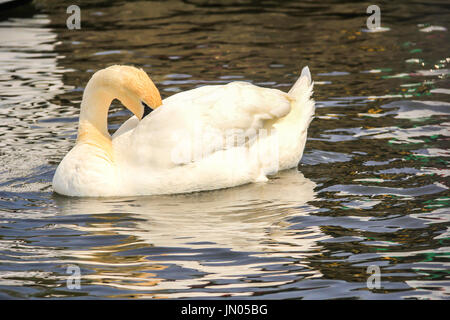 Swan (Cygnus) ayant un nettoyage sur la rivière à Norfolk Broads Banque D'Images