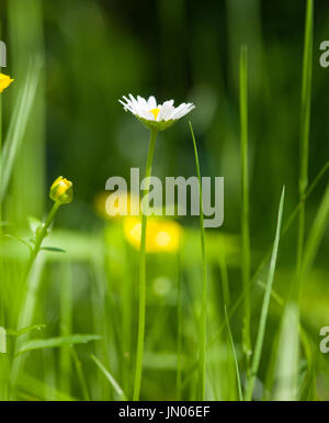 Fleur de printemps sur champ vert Banque D'Images