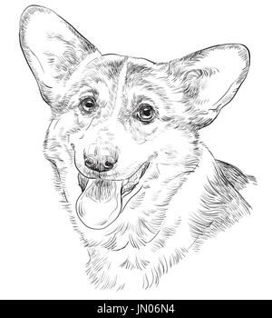 Contour vectoriel portrait de Pembroke Welsh Corgi en couleur noir dessin Illustration sur fond blanc Illustration de Vecteur