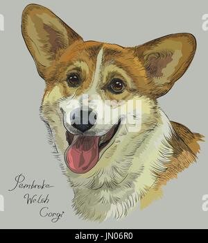 Pembroke Welsh Corgi vector dessin illustration de différentes couleur sur fond gris Illustration de Vecteur