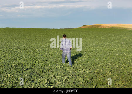 Beau jeune ingénieur de l'agriculture champ de soja en marche au début de l'été Banque D'Images