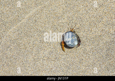 Image de l'ermite sur une plage sur l'île de Coiba parc naturel national au Panama Banque D'Images