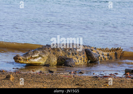 Saltwater crocodile immense appelé Tito sur l'île de Coiba parc naturel national au Panama Banque D'Images