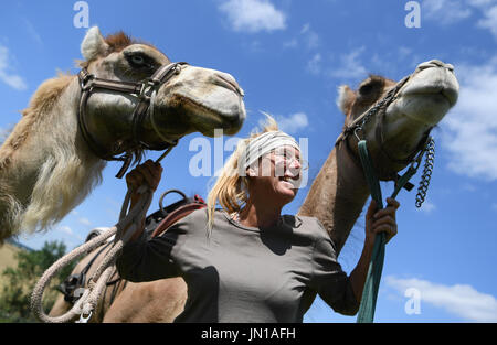 Ober-Ramstadt, Allemagne. Le 13 juillet, 2017. Marion Boehm promenades avec ses dromadaires 'King Lu' (l) et 'Divess' près de sa prairie de Ober-Ramstadt, Allemagne, 13 juillet 2017. Les 52 ans nationaux sur le train des dromadaires dans le but de les utiliser pour les tours touristiques. Photo : Arne Dedert/dpa/Alamy Live News Banque D'Images