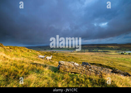 Goldsborough Crag, Baldersdale Teesdale, County Durham, Royaume-Uni. Samedi 29 juillet 2017. Météo britannique. C'était un endroit frais et les averses pour la journée, aujourd'hui comme la pluie tombée pendant la nuit a commencé à effacer sur le Nord des Pennines maures de Baldersdale dans le comté de Durham. Les prévisions pour le reste de la journée est d'éclaircies avec la douche de lumière étrange. Crédit : David Forster/Alamy Live News. Banque D'Images