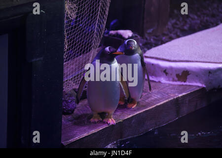 Kingston Upon Hull, Royaume-Uni. 29 juillet, 2017. Les gens d'attente dans le soleil pour visiter l'aquarium profond à Hull. Les familles apprécieront l'aquarium expositions avec des animaux comme le poisson-scie, rares requins zèbre pour mineurs, a sauvé beaucoup d'autres tortues poissons fascinants Crédit : Keith Larby/Alamy Live News Banque D'Images