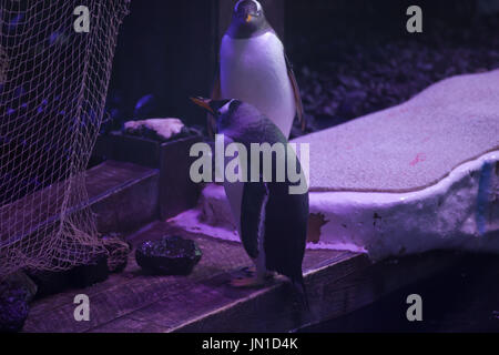 Kingston Upon Hull, Royaume-Uni. 29 juillet, 2017. Les gens d'attente dans le soleil pour visiter l'aquarium profond à Hull. Les familles apprécieront l'aquarium expositions avec des animaux comme le poisson-scie, rares requins zèbre pour mineurs, a sauvé beaucoup d'autres tortues poissons fascinants Crédit : Keith Larby/Alamy Live News Banque D'Images