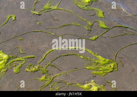 Le Lac de Bracciano, Italie. 29 juillet, 2017. Les algues sont de plus en plus rapidement, l'asphyxie la vie du lac, près de the strand Crédit : Rouge sur/Alamy Live News Banque D'Images