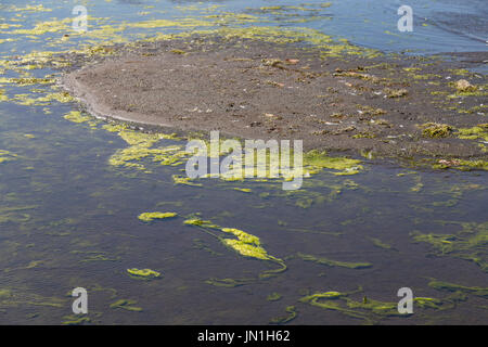 Le Lac de Bracciano, Italie. 29 juillet, 2017. Les algues sont de plus en plus rapidement, l'asphyxie la vie du lac, près de the strand Crédit : Rouge sur/Alamy Live News Banque D'Images