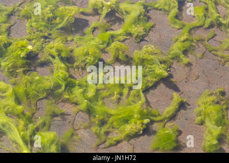 Le Lac de Bracciano, Italie. 29 juillet, 2017. Les algues sont de plus en plus rapidement, l'asphyxie la vie du lac, près de the strand Crédit : Rouge sur/Alamy Live News Banque D'Images