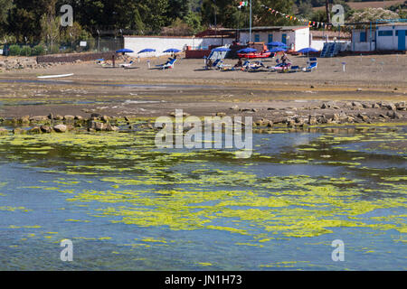 Le Lac de Bracciano, Italie. 29 juillet, 2017. Les algues sont de plus en plus rapidement, l'asphyxie la vie du lac, près de the strand Crédit : Rouge sur/Alamy Live News Banque D'Images